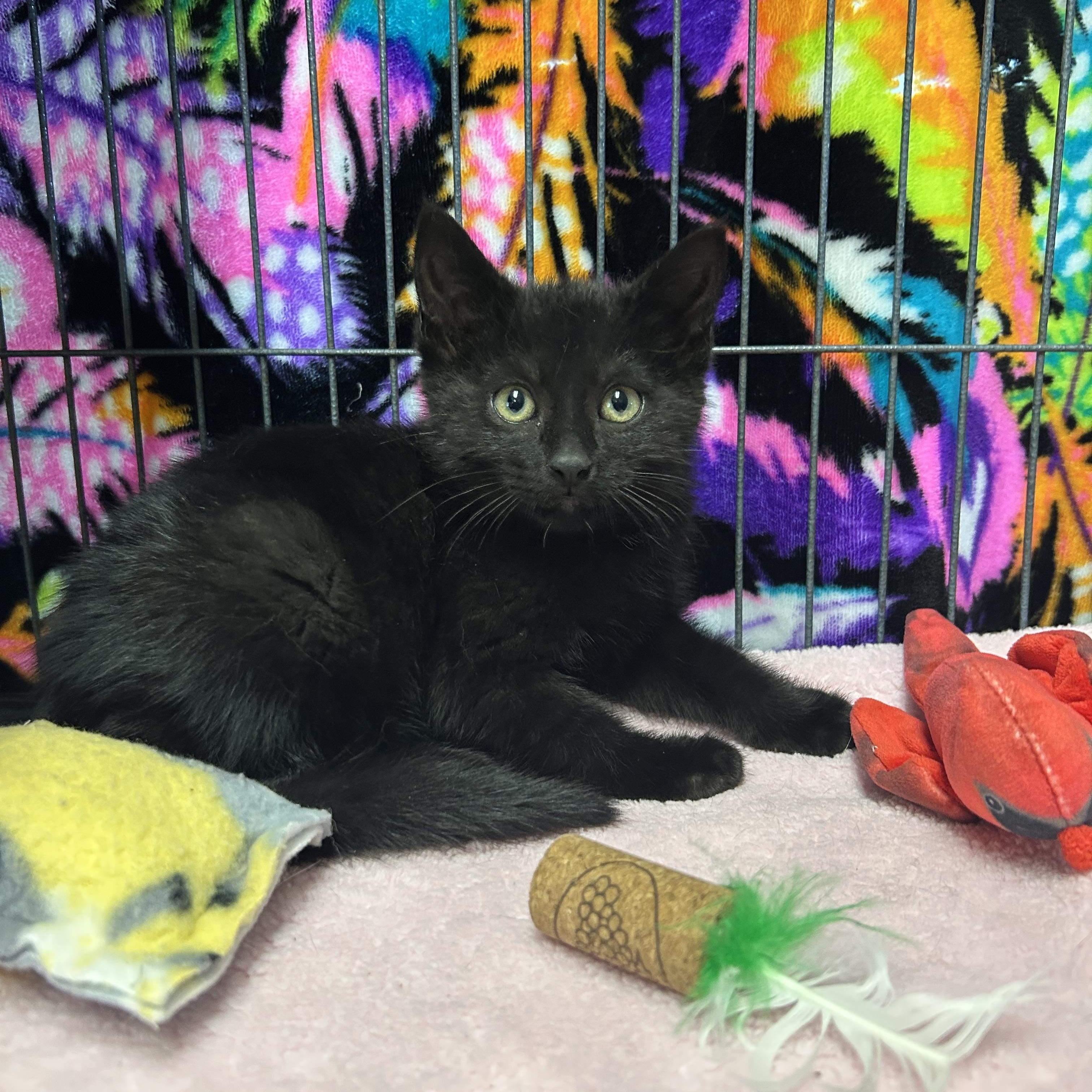 Enlarge Pail, a ADOPTABLE Domestic Short Hair in St. Clair, MI image 1/1