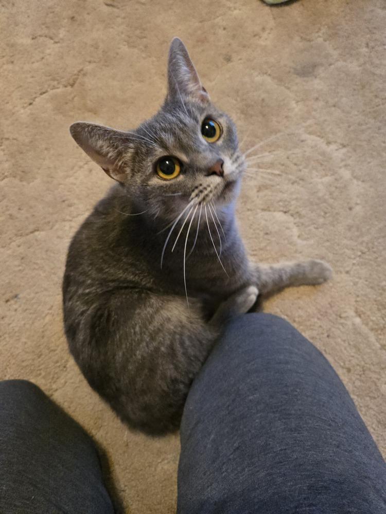 Peanut, Adoptable, Adult Female Domestic Short Hair.