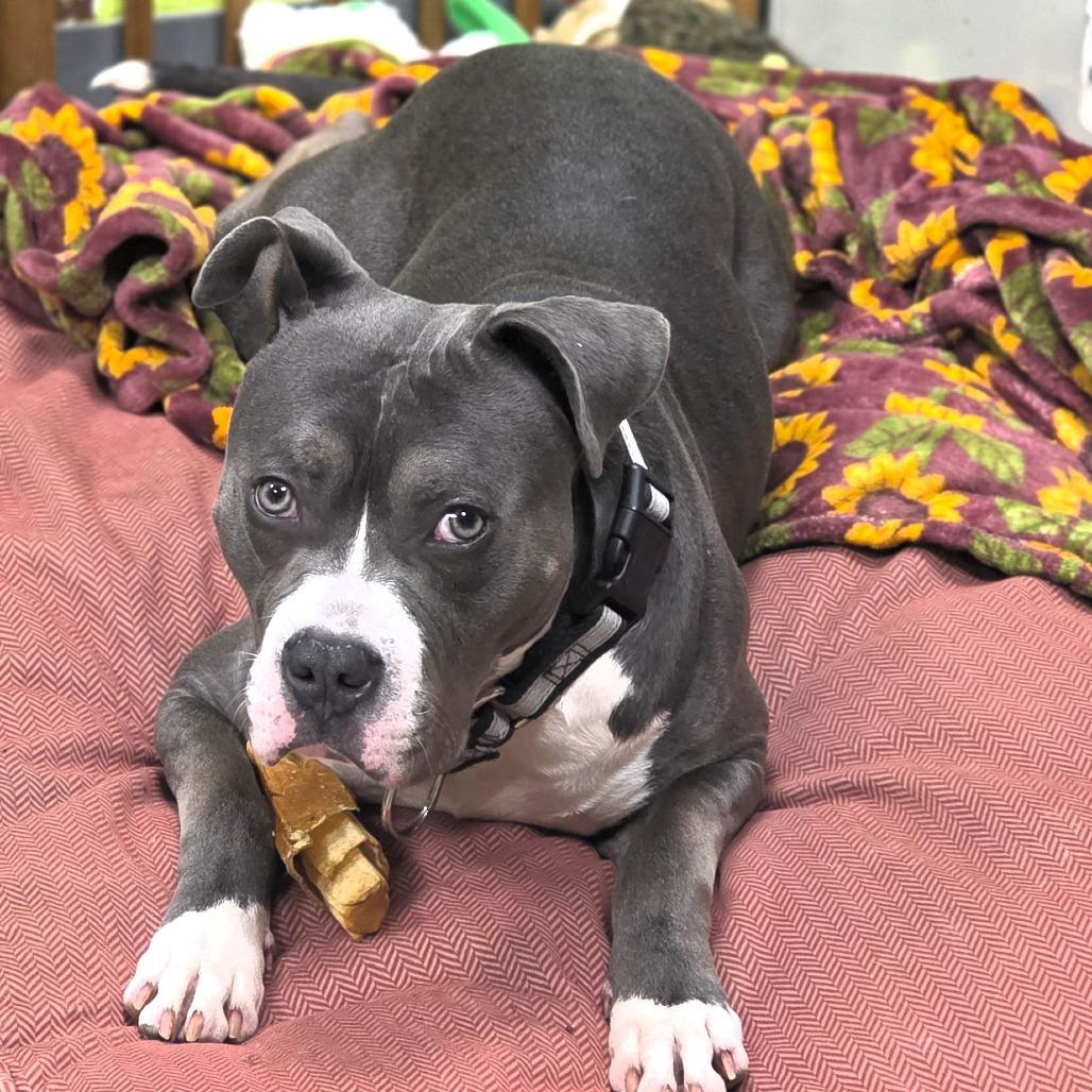 Squee, Adoptable, Young Male Pit Bull Terrier & Mixed Breed.