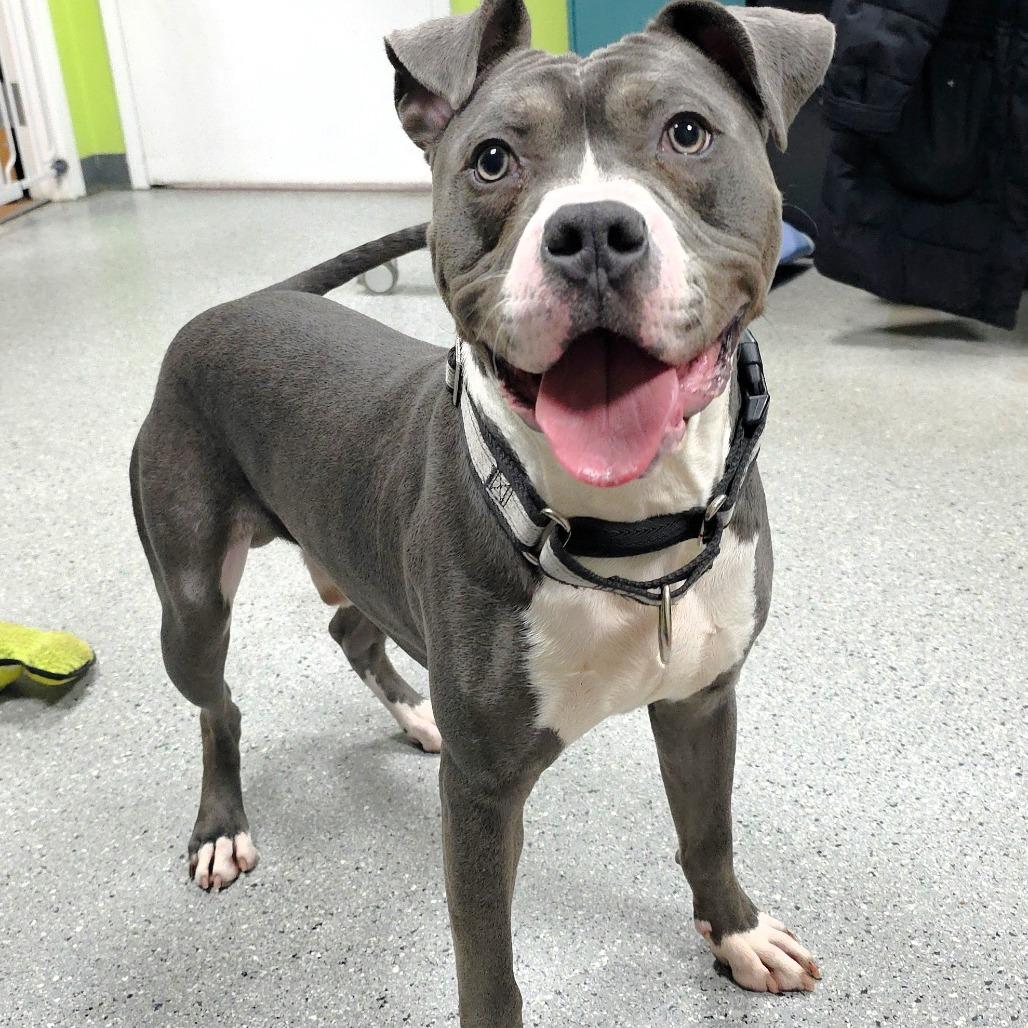 Squee, a Adoptable mixed breed in Michigan City, IN image 3/6