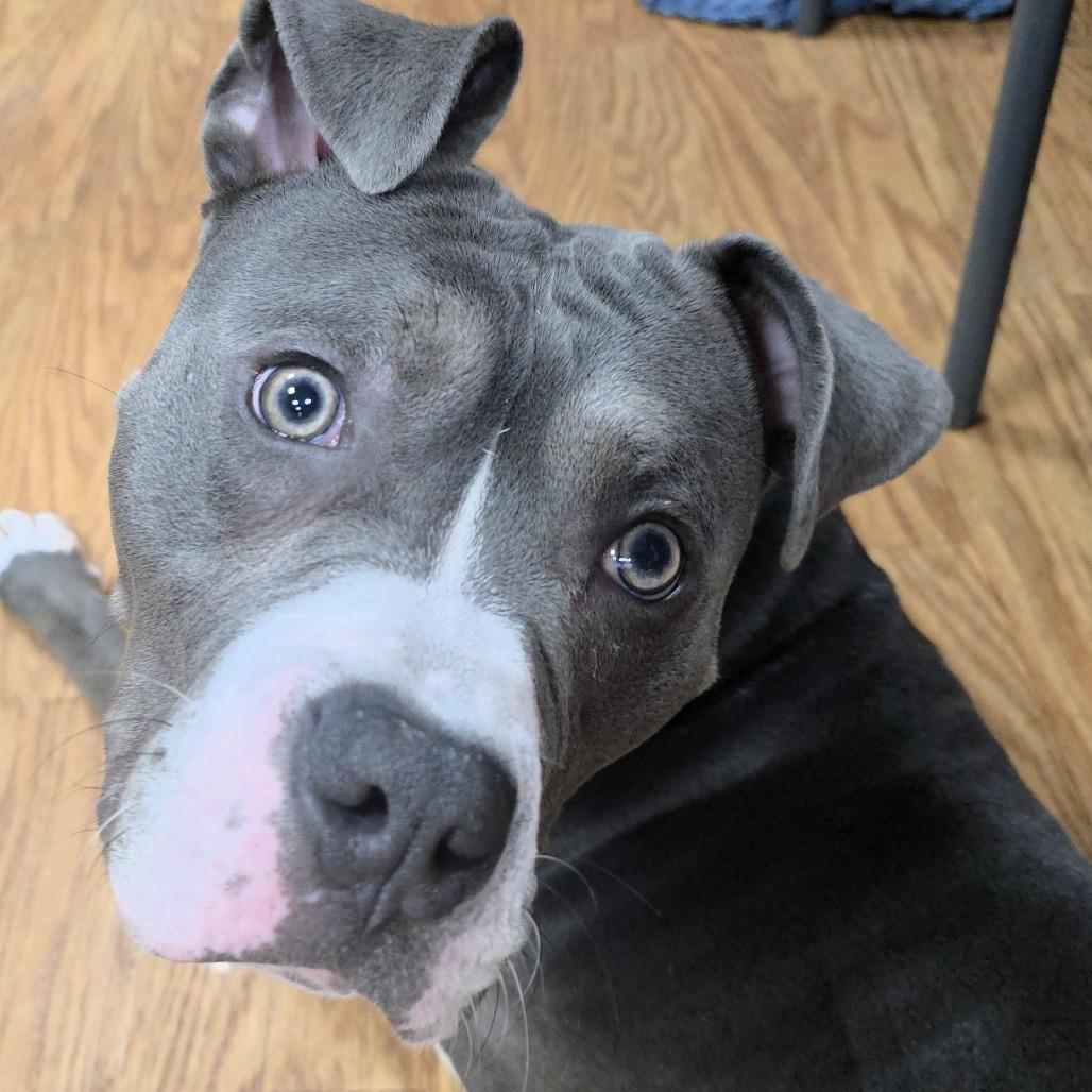 Squee, a Adoptable mixed breed in Michigan City, IN image 4/6