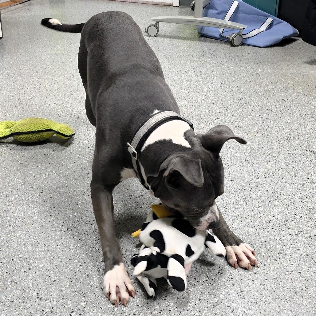 Squee, a Adoptable mixed breed in Michigan City, IN image 5/6