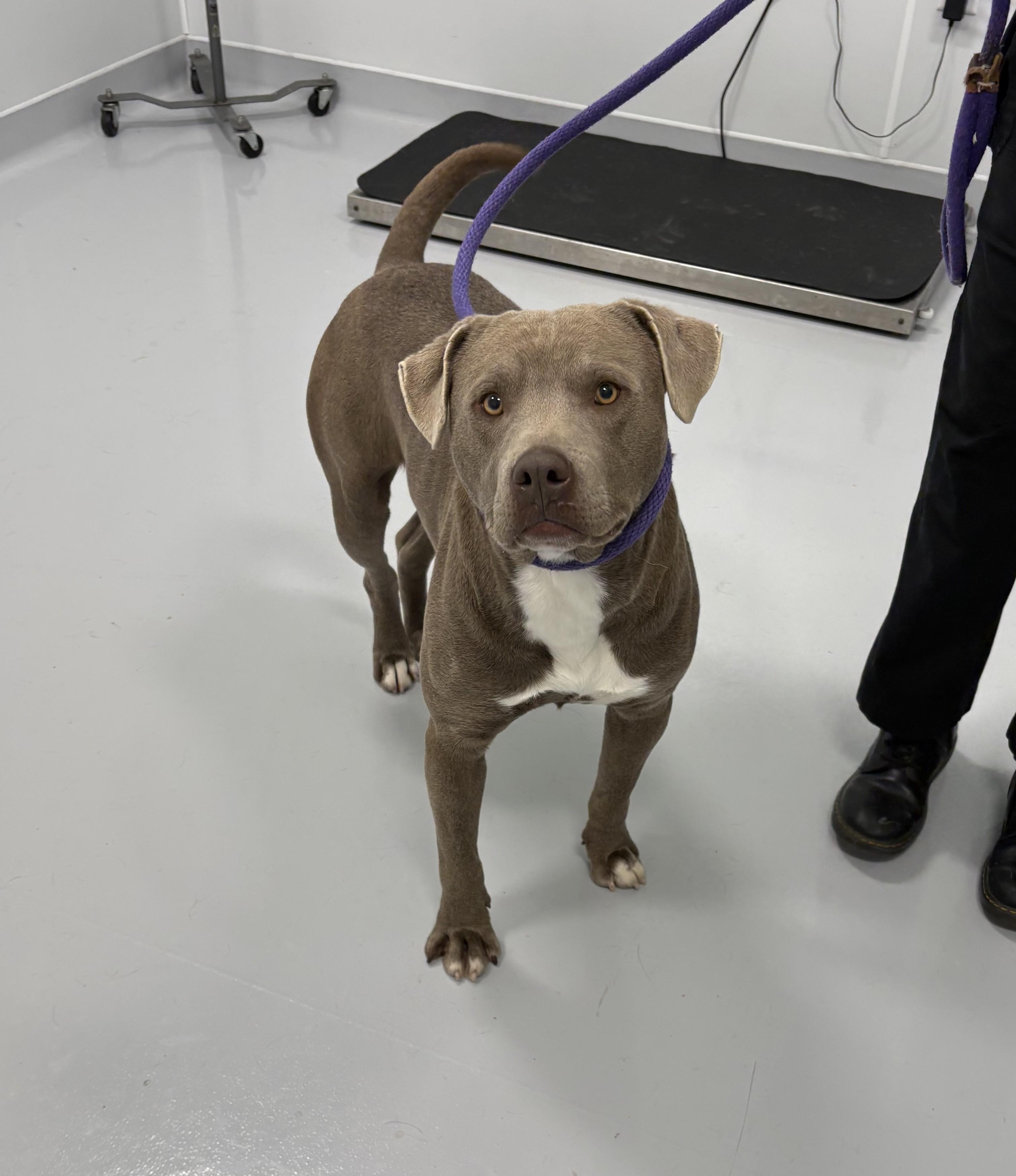 Donner, ADOPTABLE, Young Male Retriever & Pit Bull Terrier.