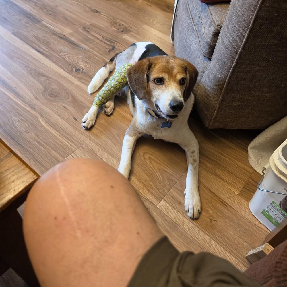 Buddy - fostered in Topeka area, Adoptable, Adult Male Beagle.