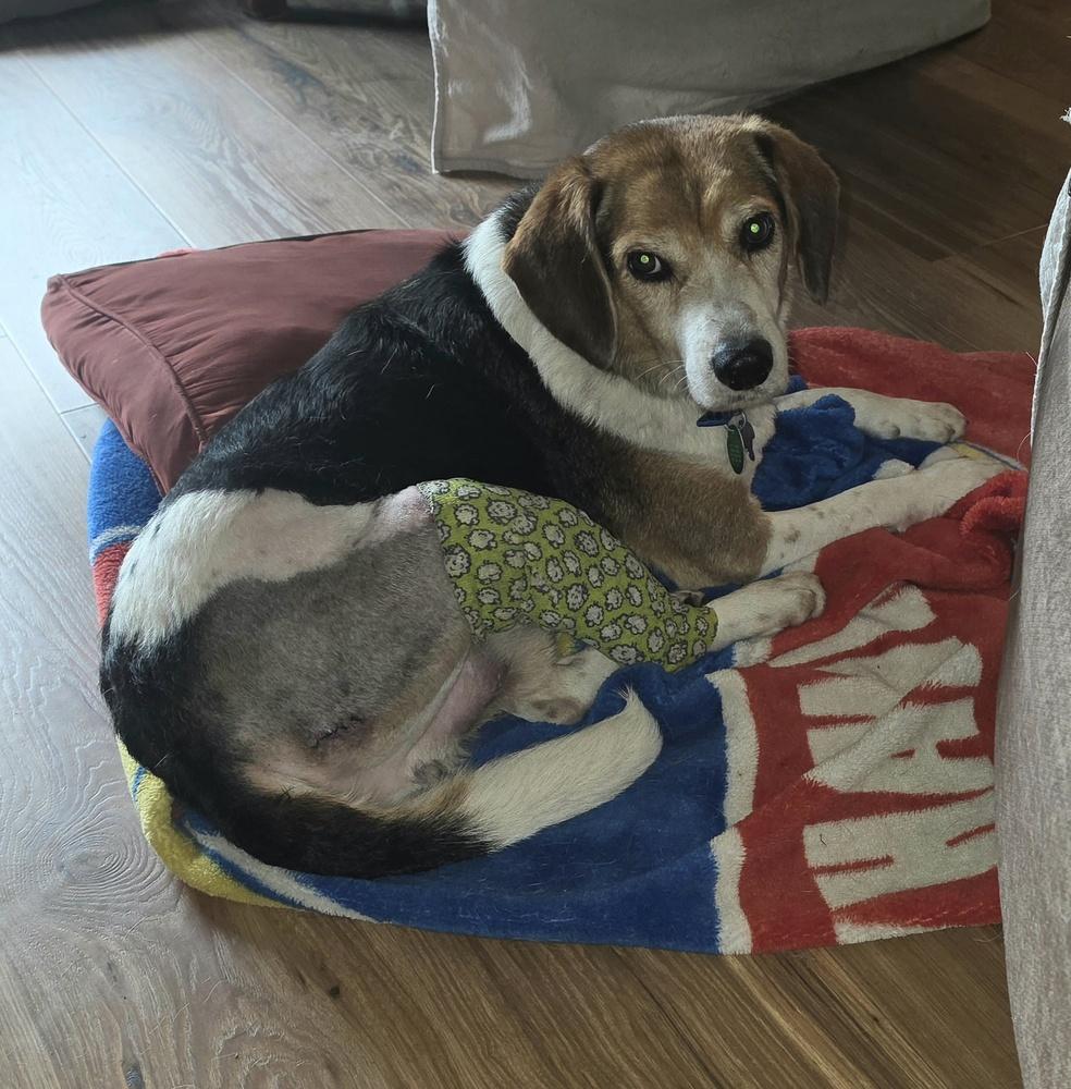 Enlarge Buddy - fostered in Topeka area, a Adoptable mixed breed in Shawnee Mission, KS image 3/3