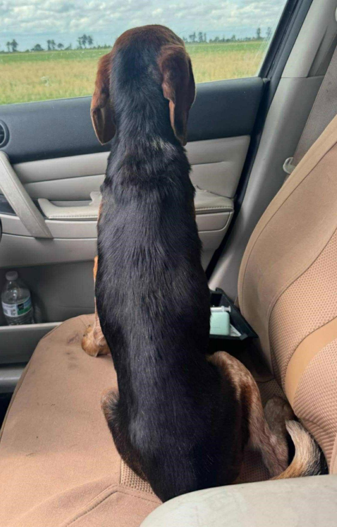 Enlarge Bogey II, a Adopted Beagle in Dunnellon, FL image 1/3