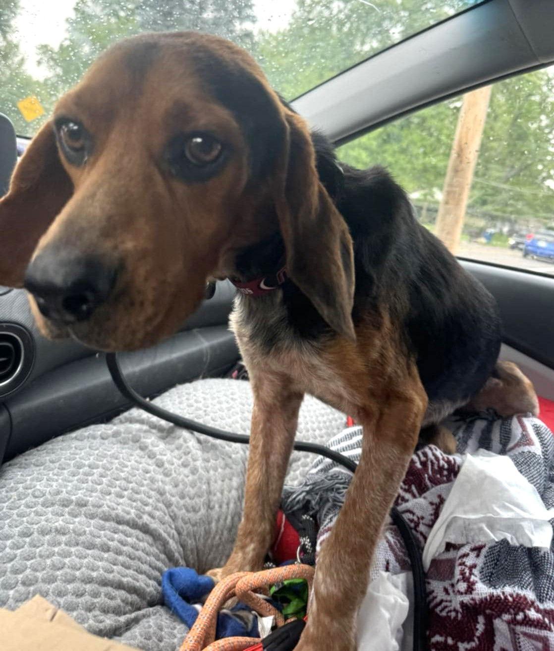 Enlarge Bogey II, a Adopted Beagle in Dunnellon, FL image 2/3