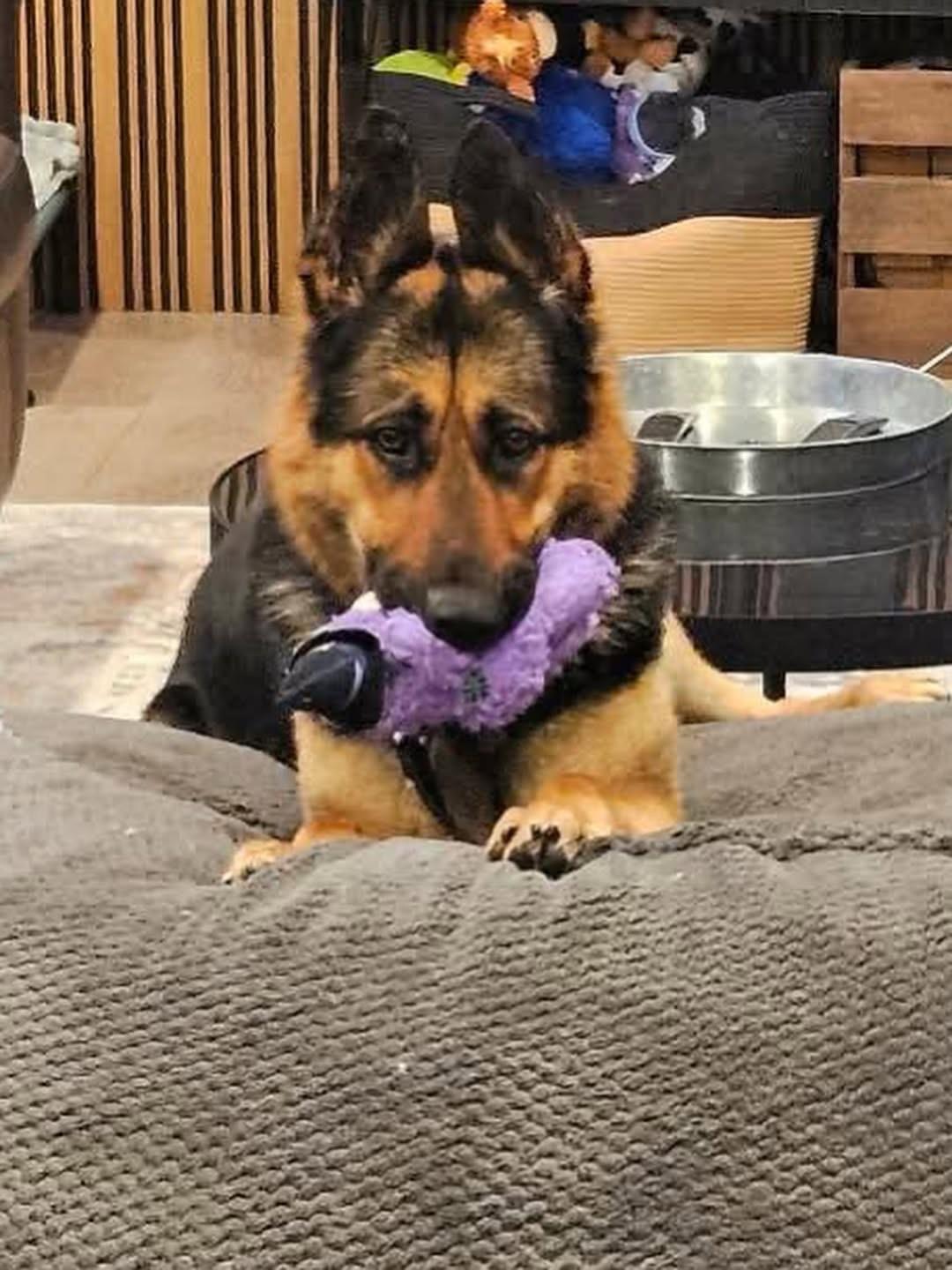 Enlarge Skye, a ADOPTABLE German Shepherd Dog in Brantford, ON image 4/6