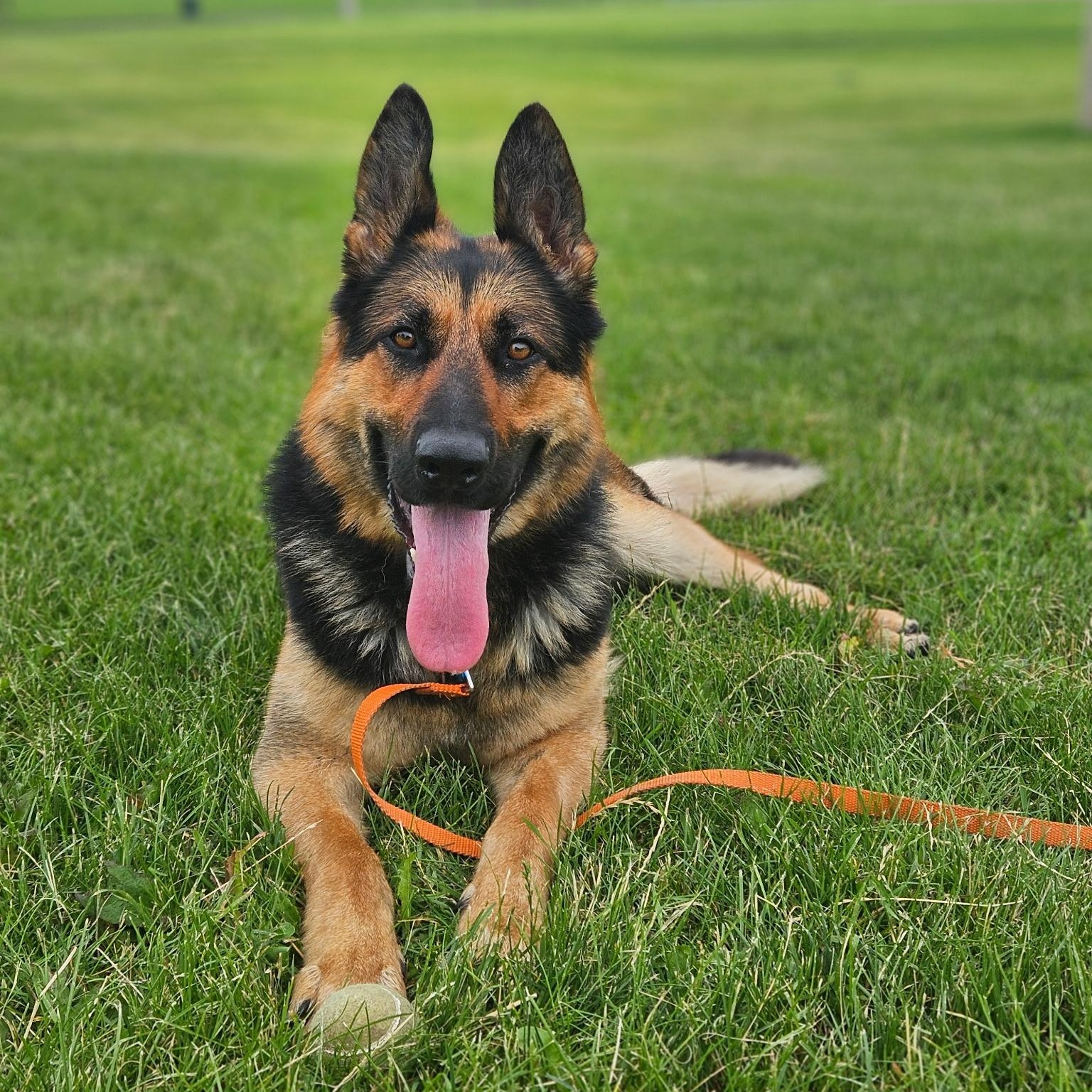 Skye, ADOPTABLE, Young Female German Shepherd Dog.
