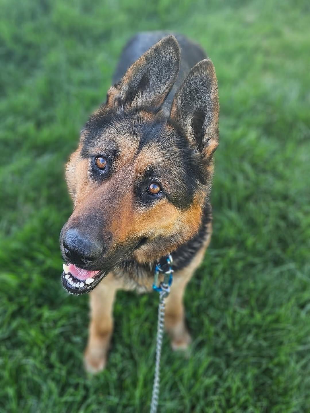 Skye, ADOPTABLE, Young Female German Shepherd Dog.