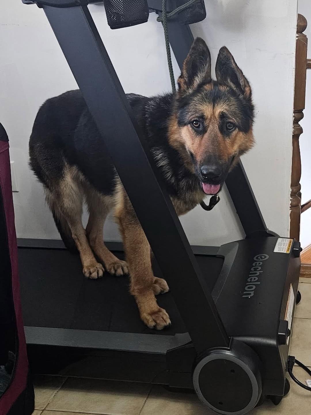 Enlarge Skye, a ADOPTABLE German Shepherd Dog in Brantford, ON image 5/6