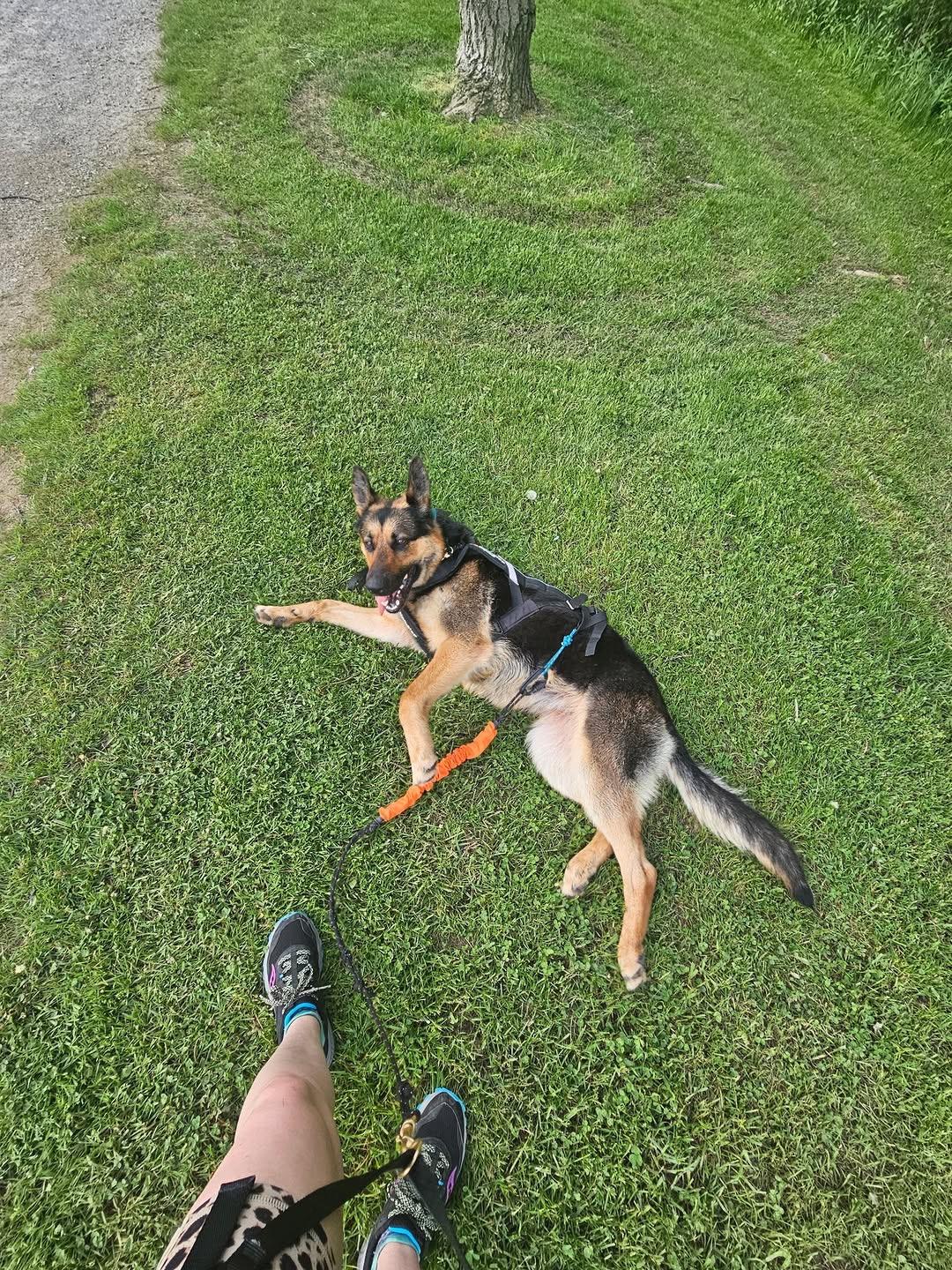 Enlarge Skye, a ADOPTABLE German Shepherd Dog in Brantford, ON image 3/6