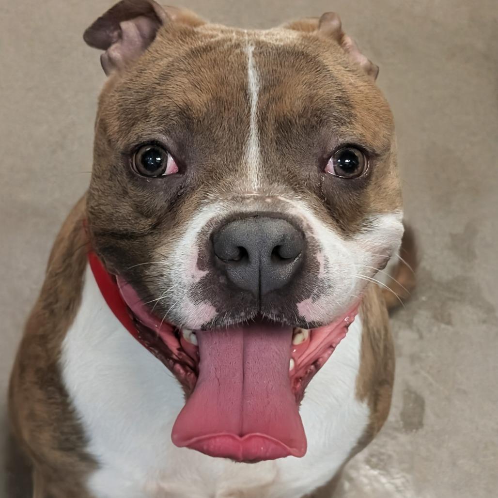 President, a Adoptable Pit Bull Terrier in Baltimore, MD image 1/2