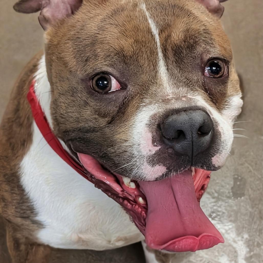 President, a Adoptable Pit Bull Terrier in Baltimore, MD image 2/2