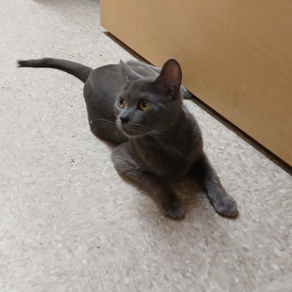 Helena, a ADOPTABLE Domestic Short Hair in Buffalo, NY image 3/3