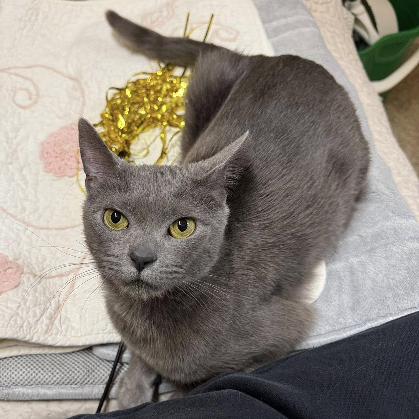 Helena, ADOPTABLE, Young Female Domestic Short Hair.