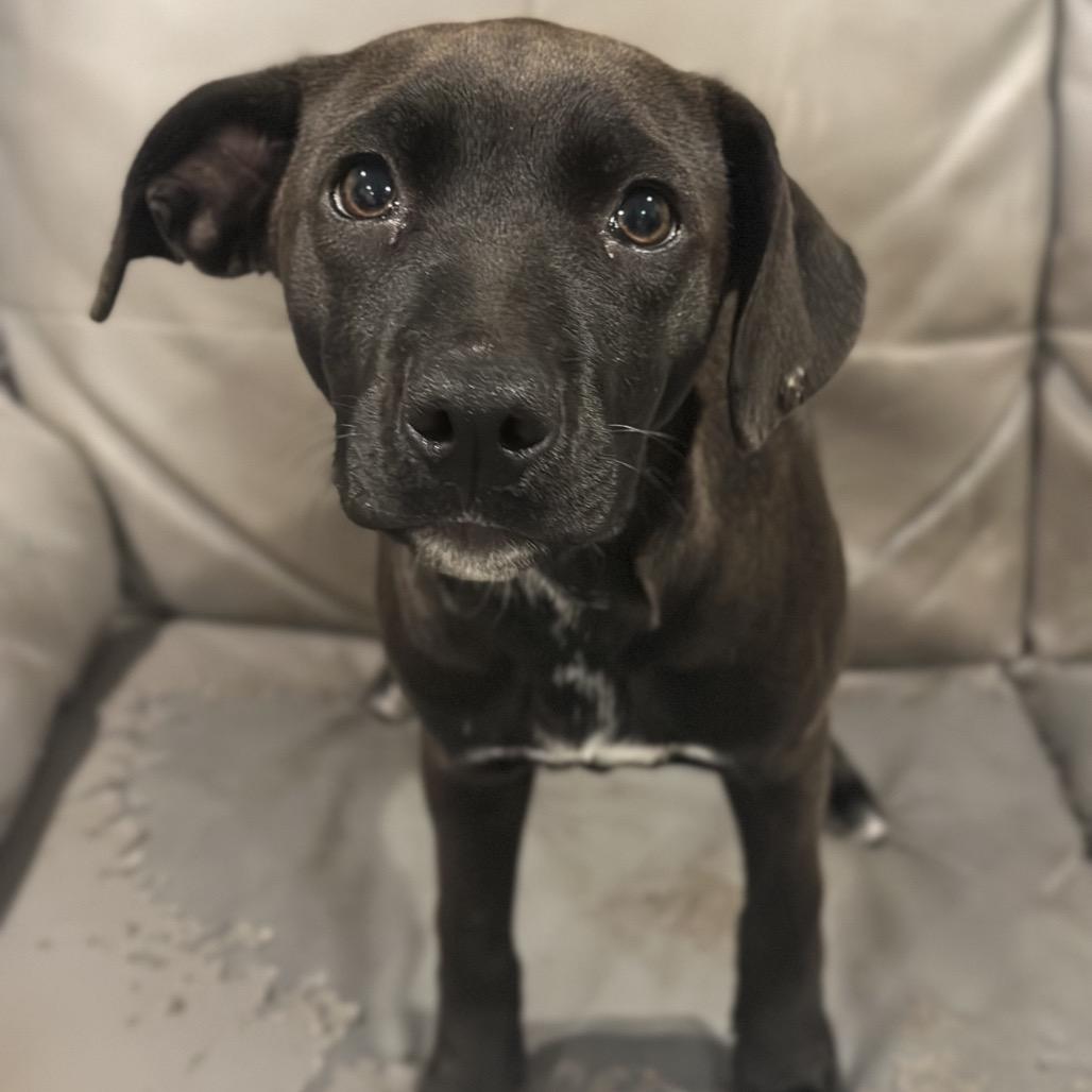 Luna, Adoptable, Young Female Mixed Breed.