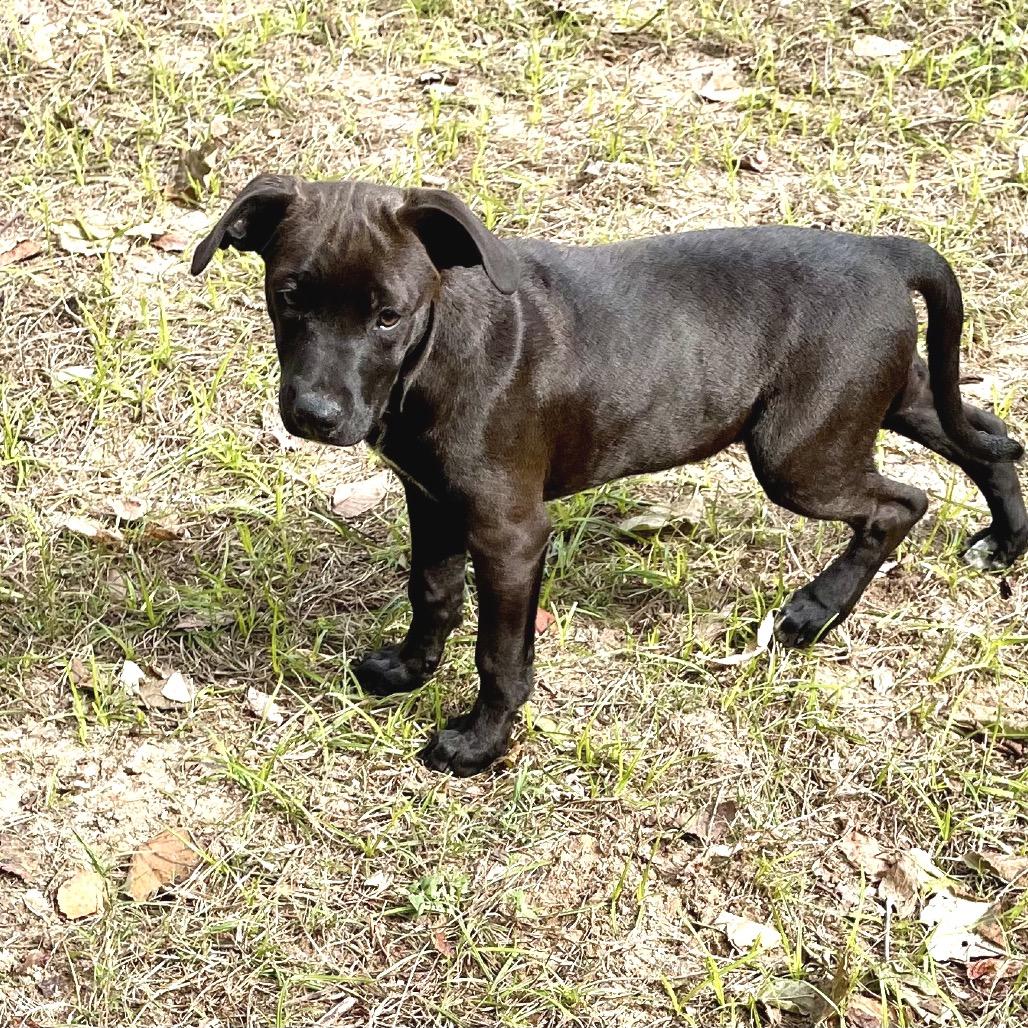 Enlarge Luna, a Adoptable Mixed Breed in Manalapan, NJ image 2/6