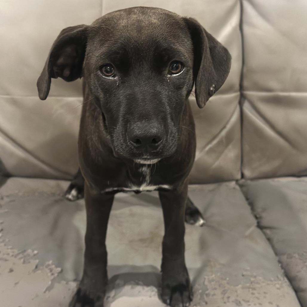 Enlarge Luna, a Adoptable Mixed Breed in Manalapan, NJ image 3/6