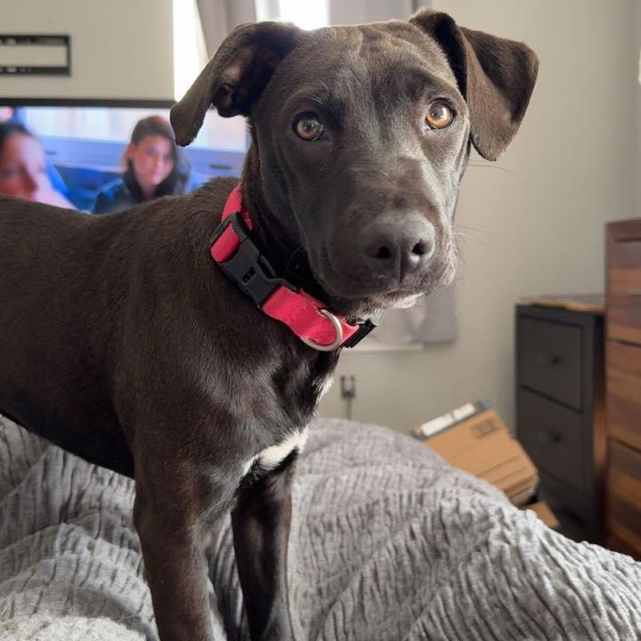 Enlarge Luna, a Adoptable Mixed Breed in Manalapan, NJ image 4/6