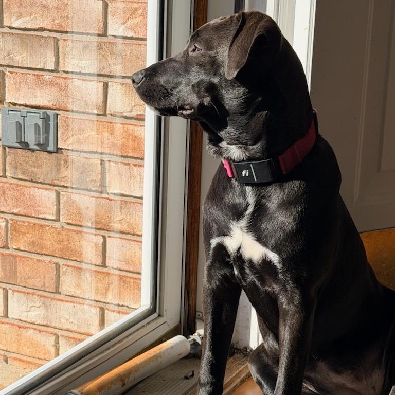 Enlarge Luna, a Adoptable Mixed Breed in Manalapan, NJ image 6/6