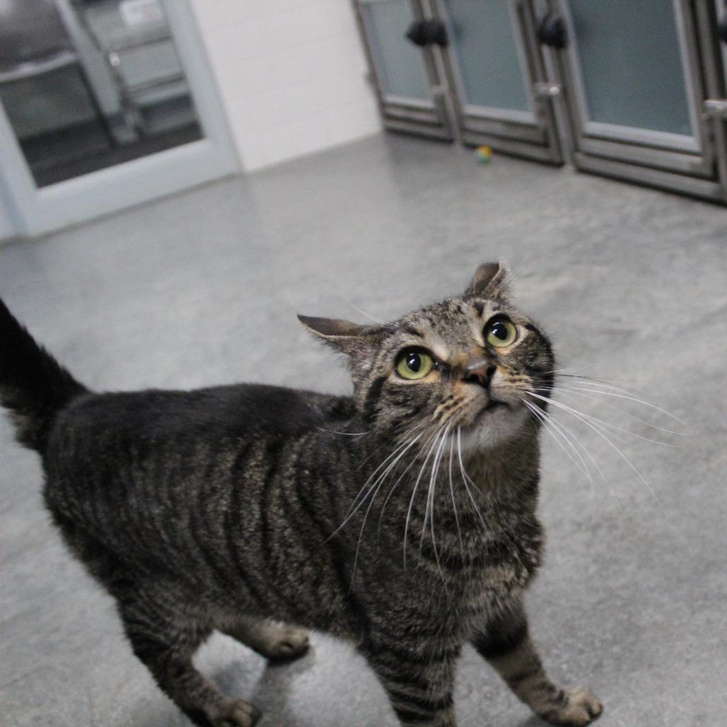 Macy, Adoptable, Senior Female Domestic Short Hair.