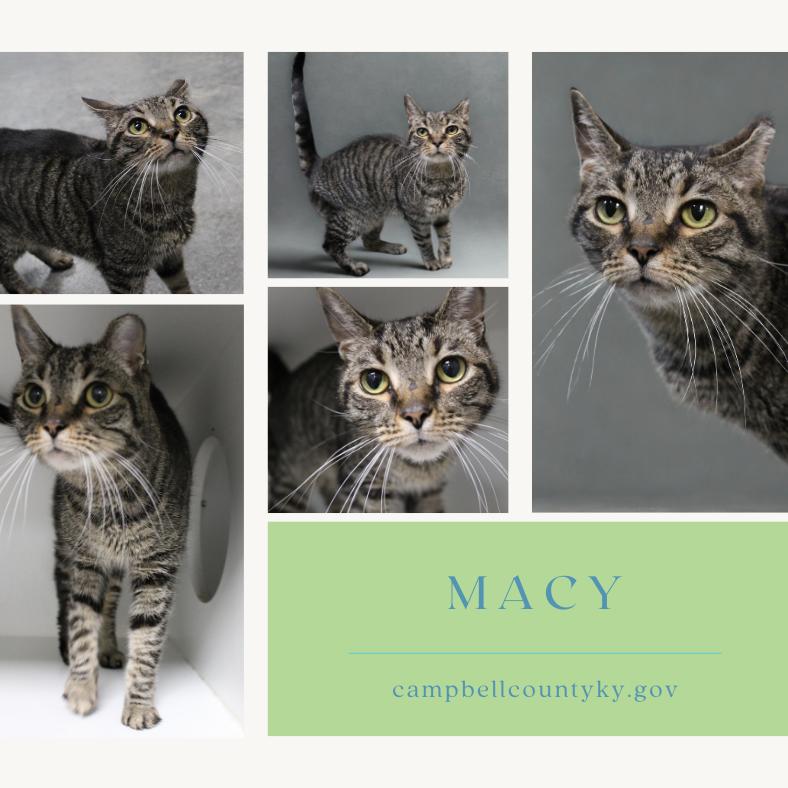 Enlarge Macy, a Adoptable mixed breed in Melbourne, KY image 2/6