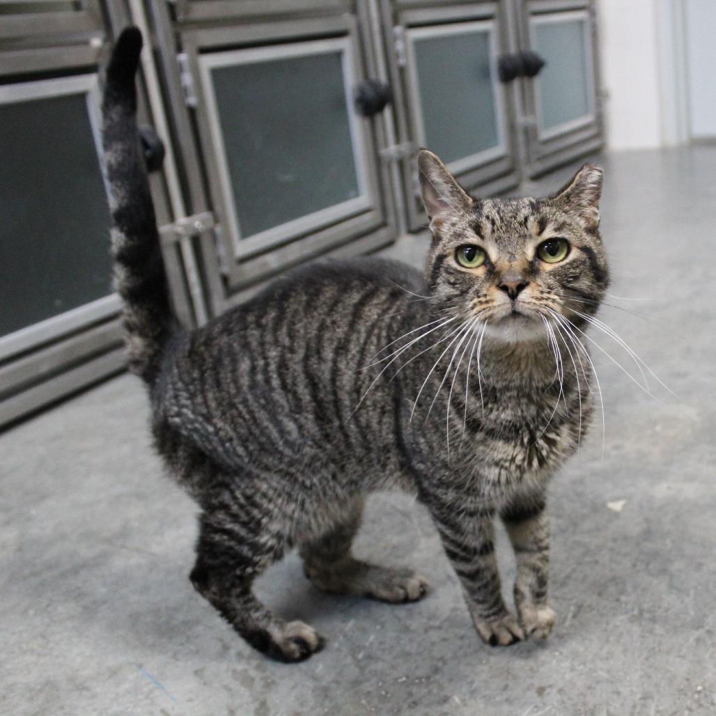 Enlarge Macy, a Adoptable mixed breed in Melbourne, KY image 3/6