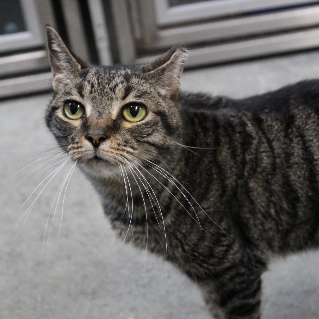 Enlarge Macy, a Adoptable mixed breed in Melbourne, KY image 4/6