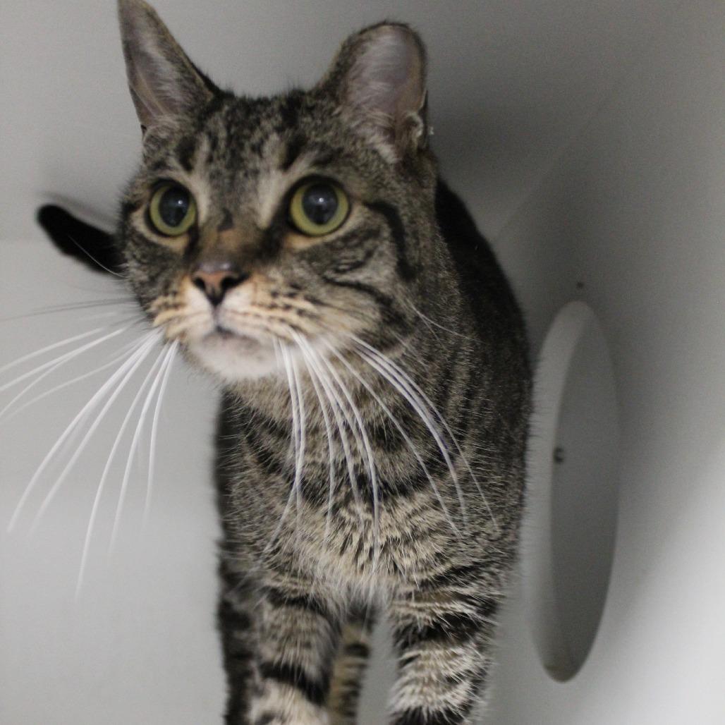 Enlarge Macy, a Adoptable mixed breed in Melbourne, KY image 5/6