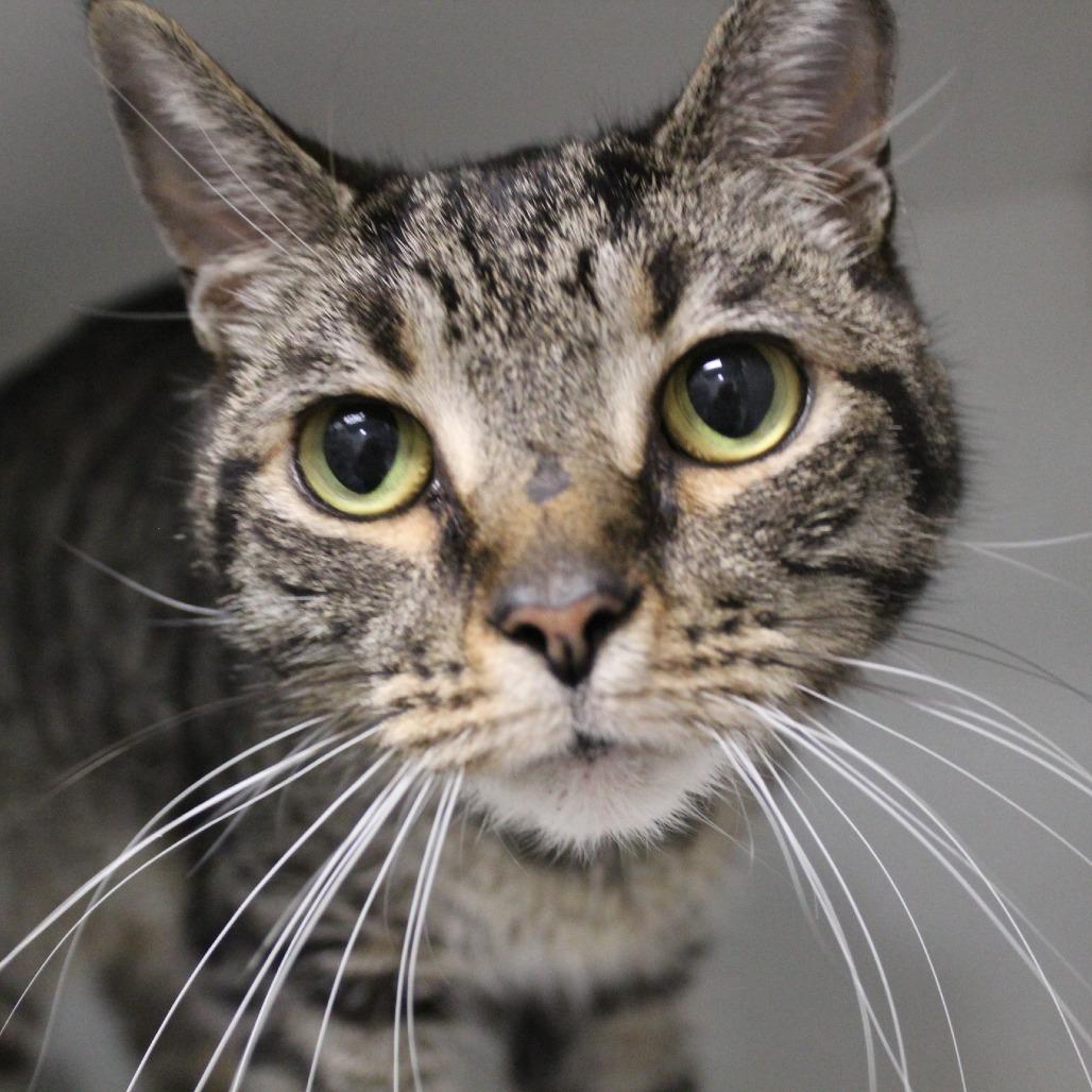 Enlarge Macy, a Adoptable mixed breed in Melbourne, KY image 6/6