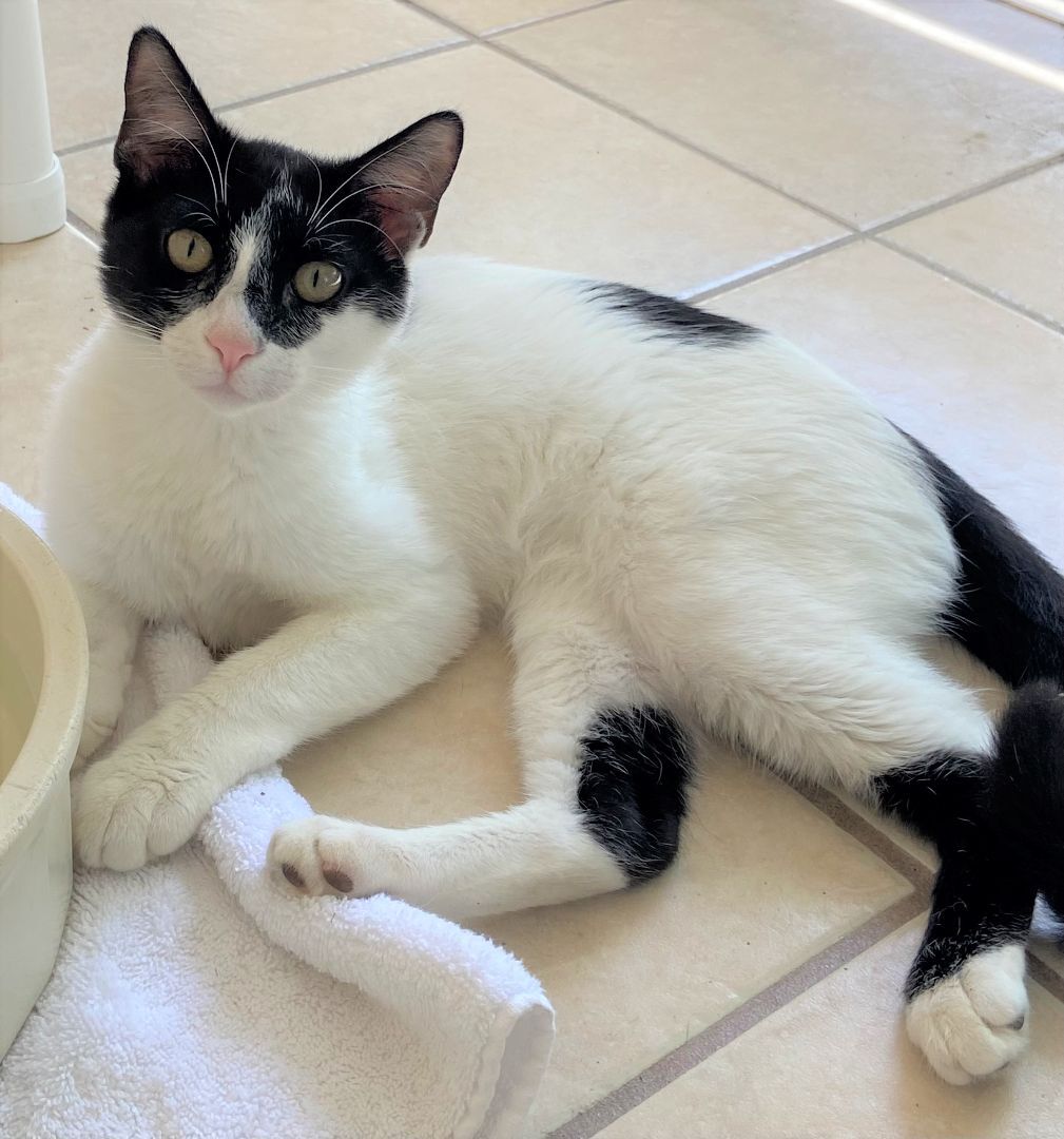 Guiness, a Adoptable Domestic Short Hair in Ruskin, FL image 1/2