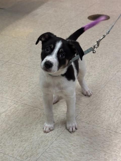 BO, Adoptable, Puppy Male Rat Terrier & Collie.