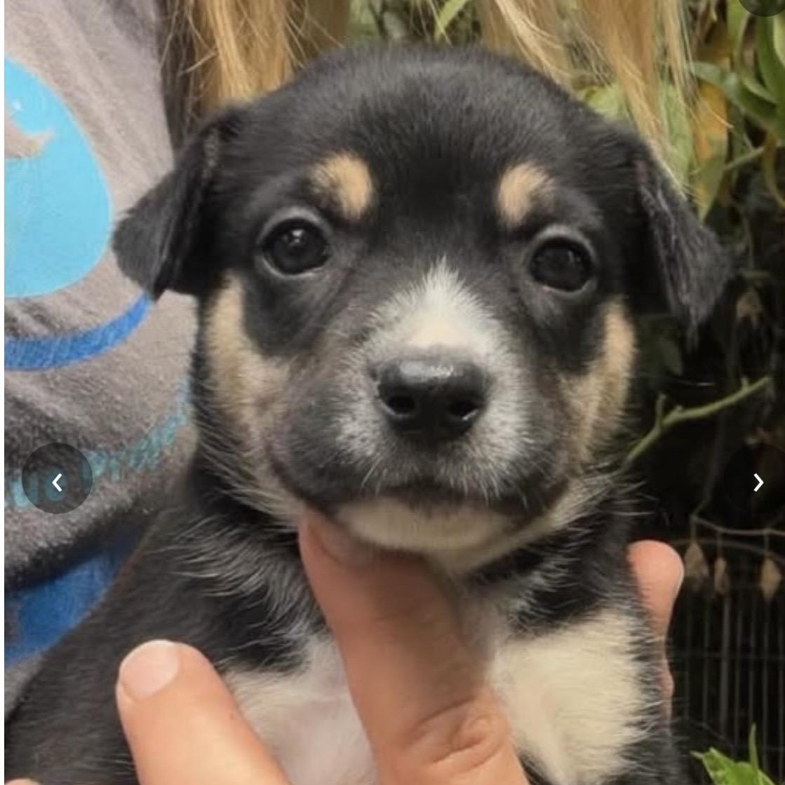 PJ, Adopted, Puppy Female Australian Shepherd.