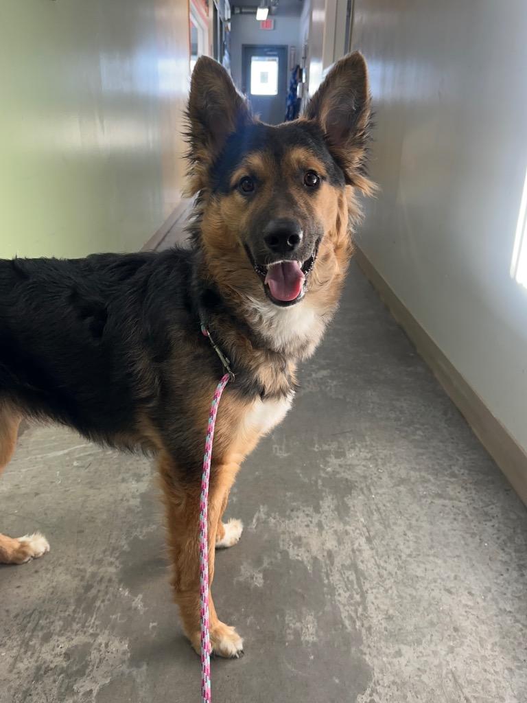 Jelly, Adoptable, Puppy Female Shepherd.
