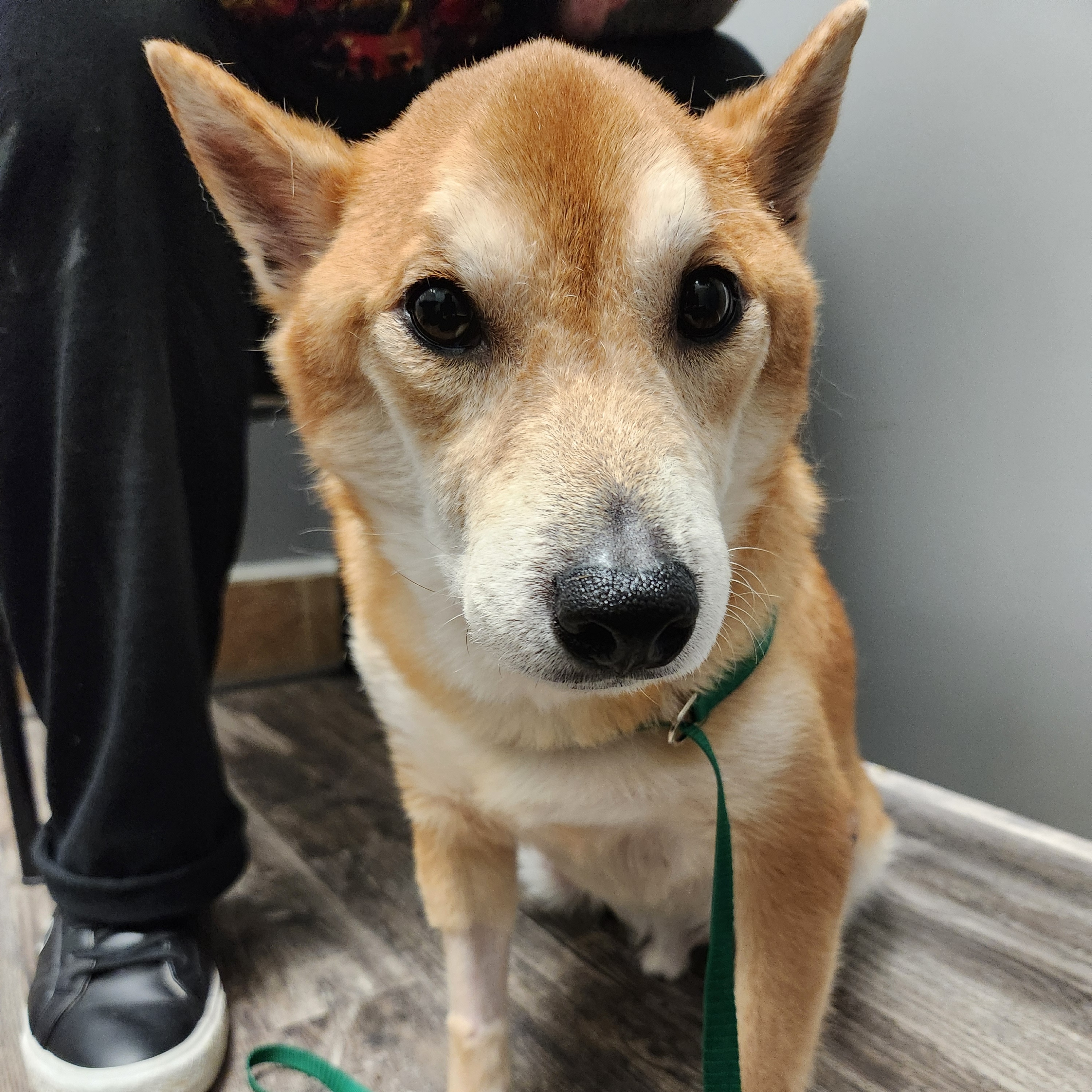 Michael, an adopted Shiba Inu in Far Rockaway, NY_image-1