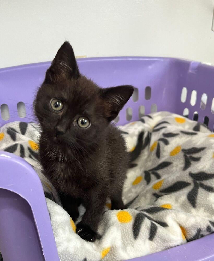Ninja, a Adoptable Domestic Short Hair in McPherson, KS image 1/2