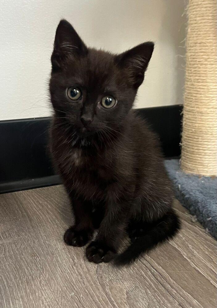 Ninja, a Adoptable Domestic Short Hair in McPherson, KS image 2/2