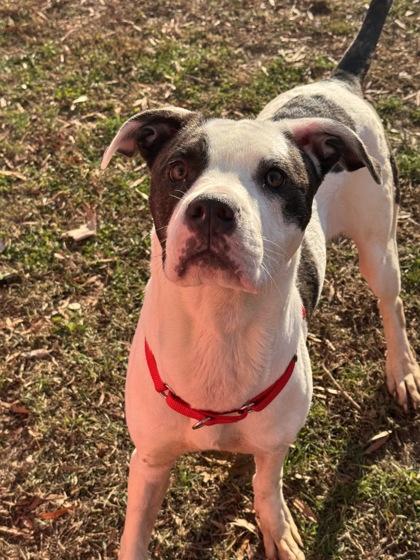 Sierra — thumbnail 2