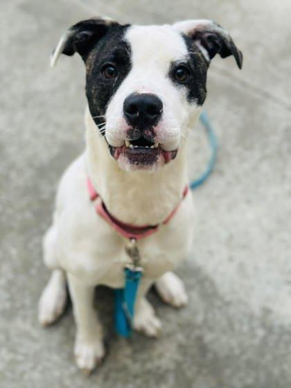 Sierra — thumbnail 3