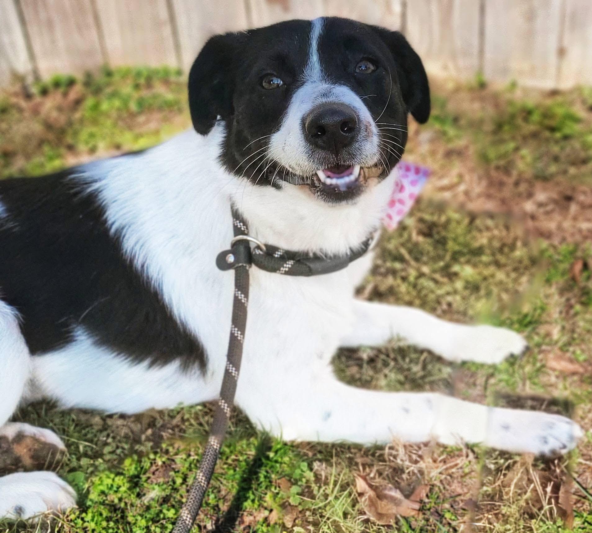 Deedee, ADOPTABLE, Young Female Border Collie & Labrador Retriever.
