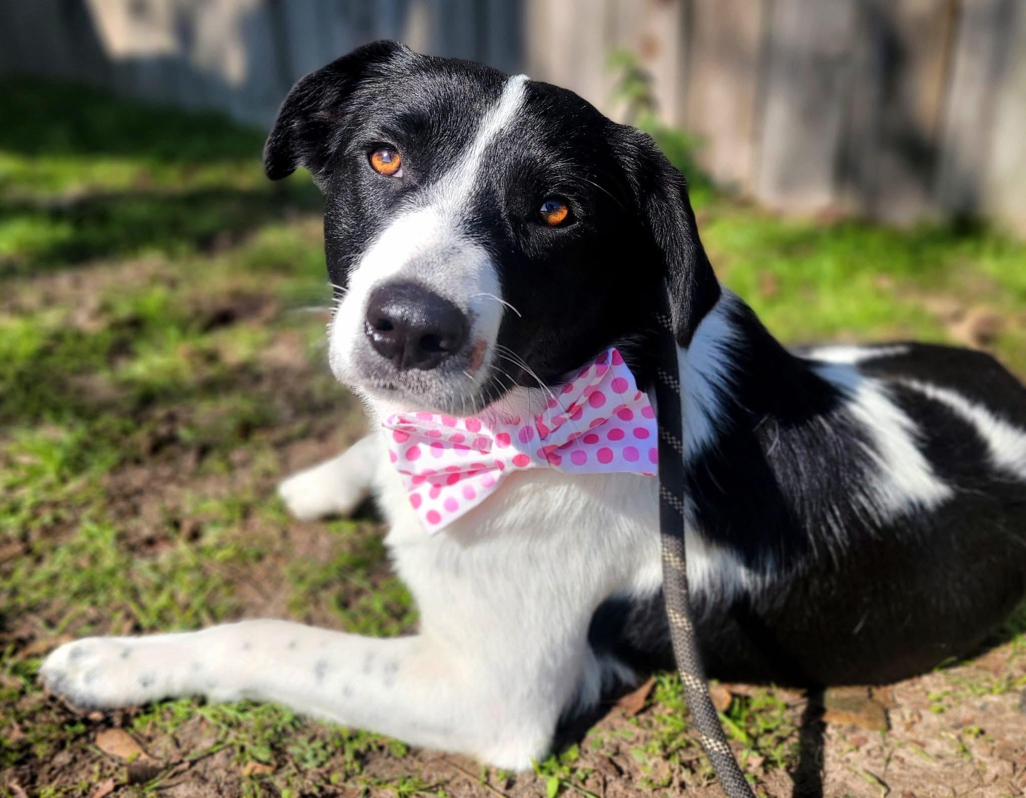 Enlarge Deedee, a ADOPTABLE mixed breed in Mendham, NJ image 2/5