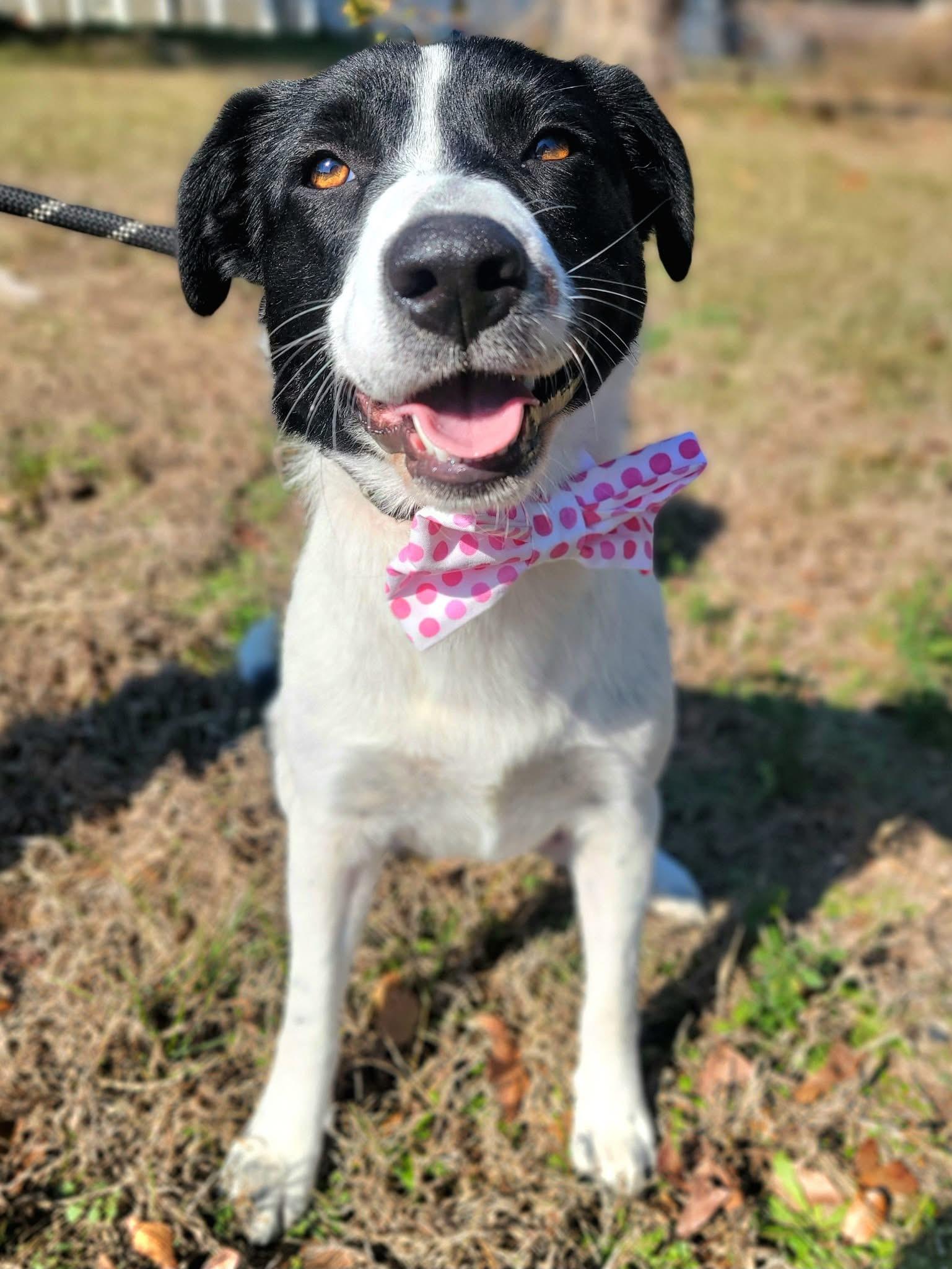 Enlarge Deedee, a ADOPTABLE mixed breed in Mendham, NJ image 3/5