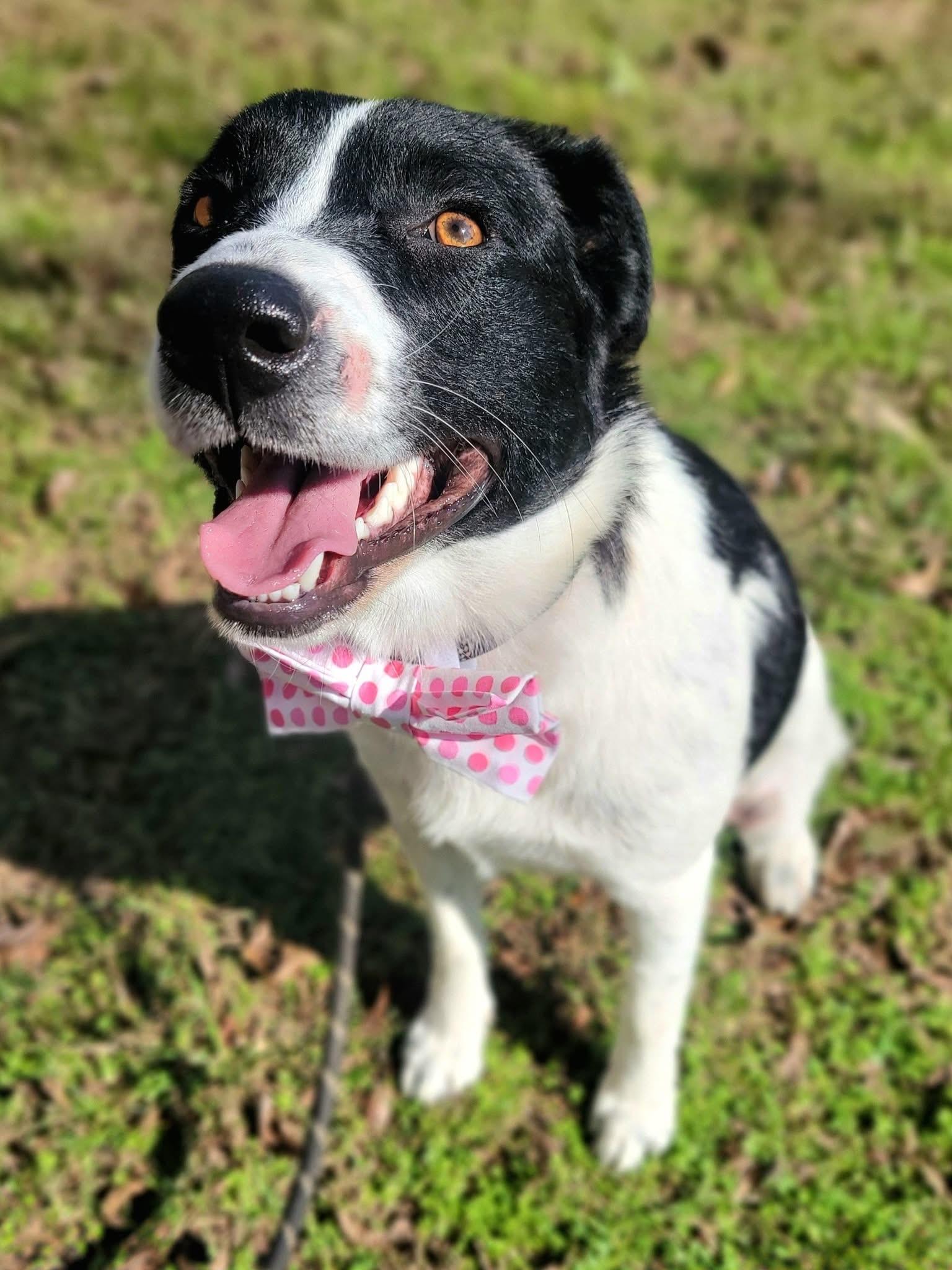 Enlarge Deedee, a ADOPTABLE mixed breed in Mendham, NJ image 4/5