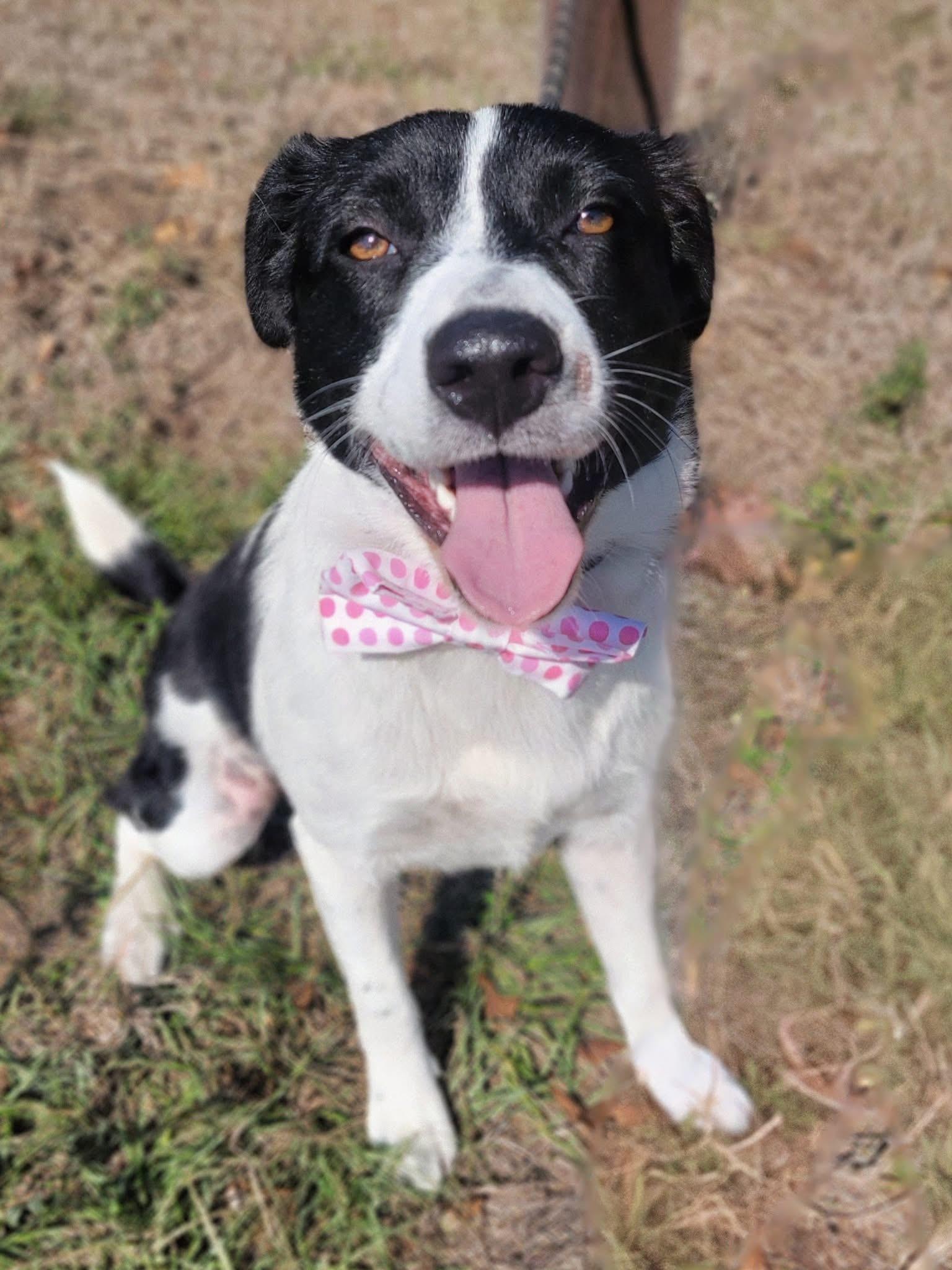 Enlarge Deedee, a ADOPTABLE mixed breed in Mendham, NJ image 5/5