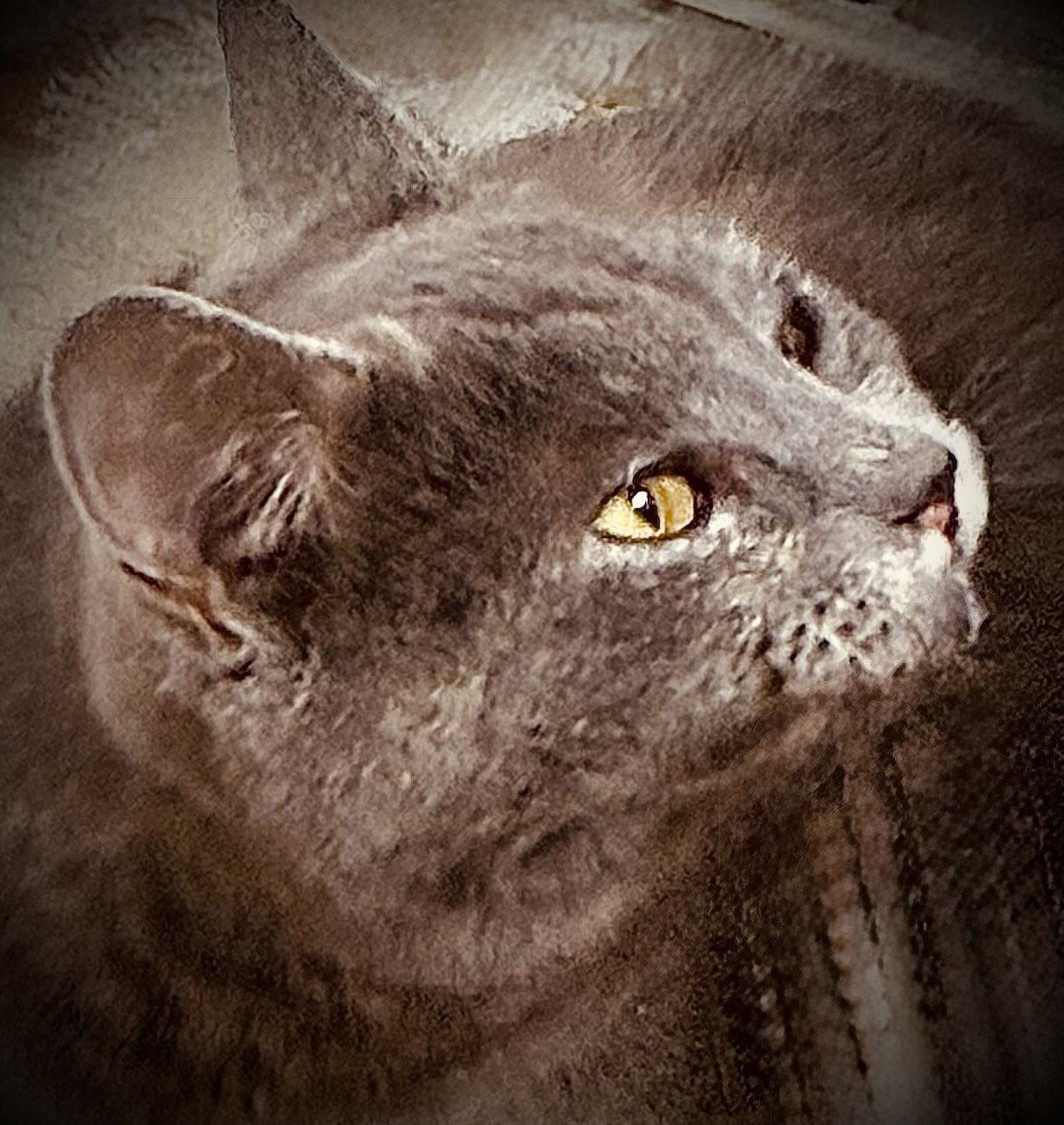 Enlarge Raney, a Adoptable Domestic Short Hair in Glendale, AZ image 1/3