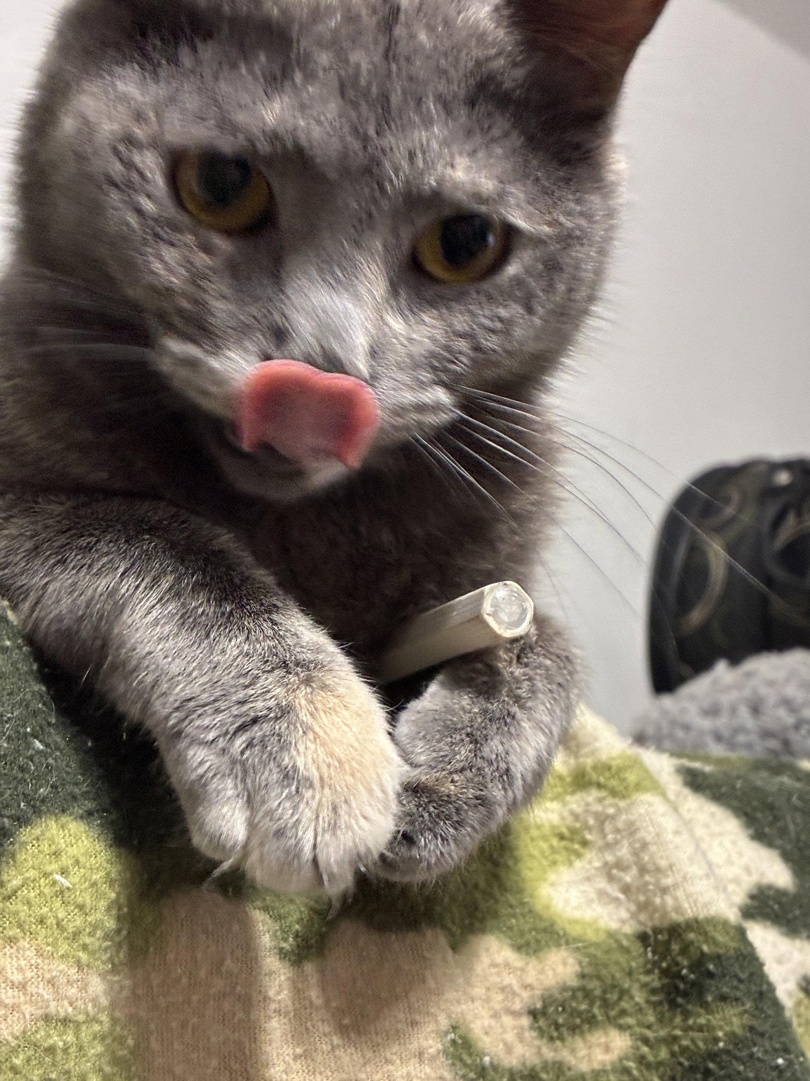 Enlarge Raney, a Adoptable Domestic Short Hair in Glendale, AZ image 2/3