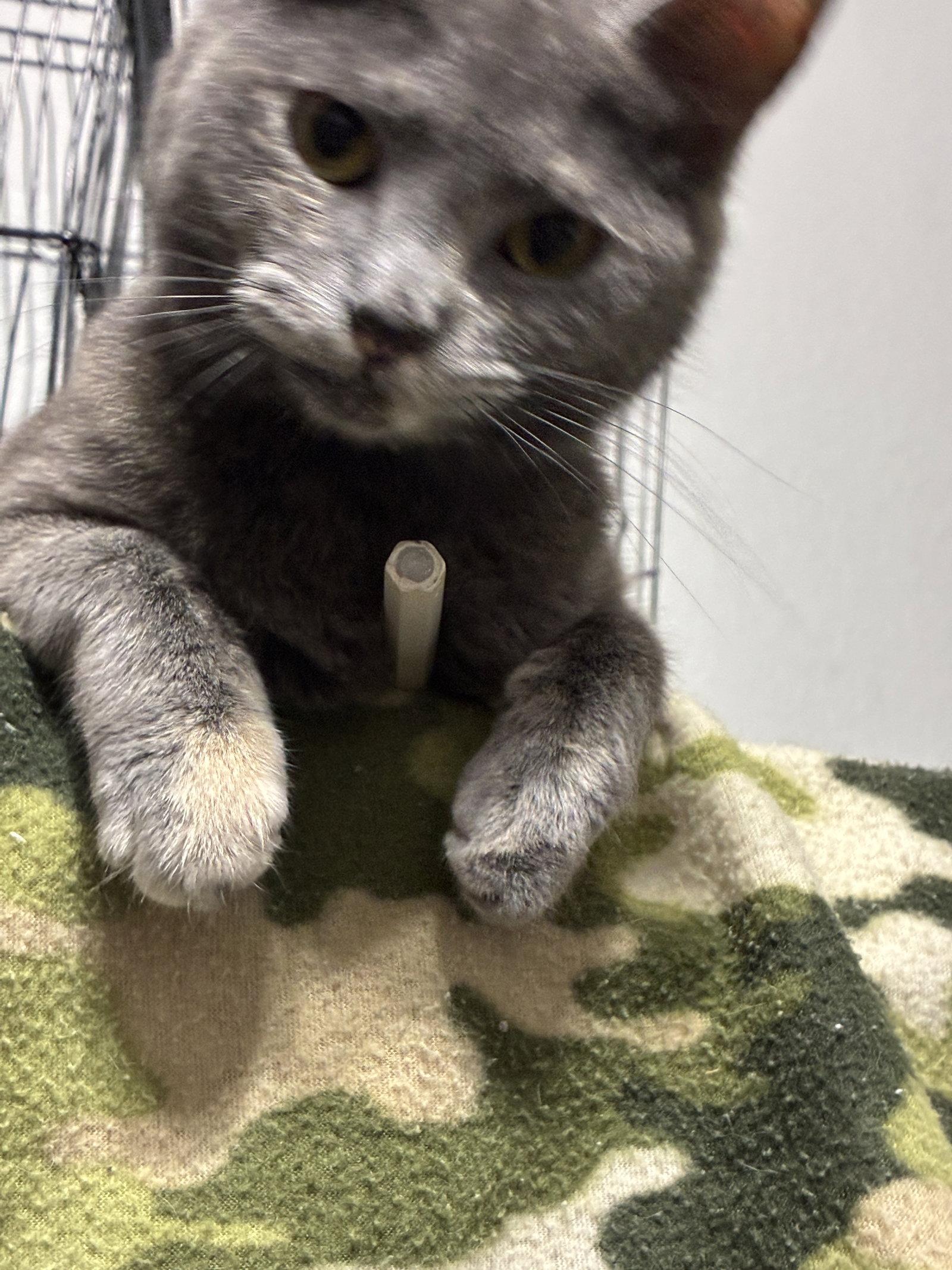 Enlarge Raney, a Adoptable Domestic Short Hair in Glendale, AZ image 3/3