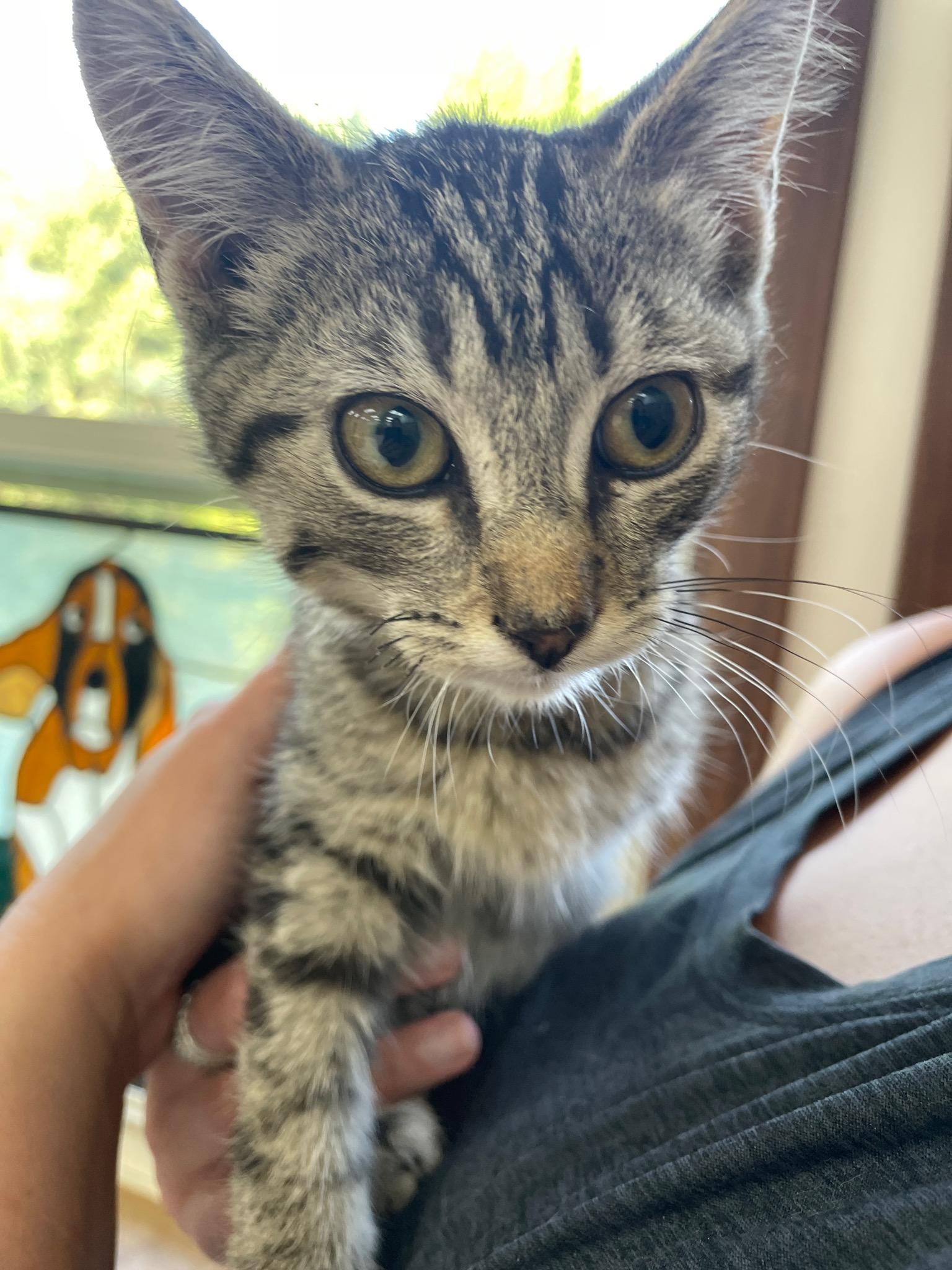 Dr. Pepper, a ADOPTABLE Domestic Short Hair in Neillsville, WI image 5/6