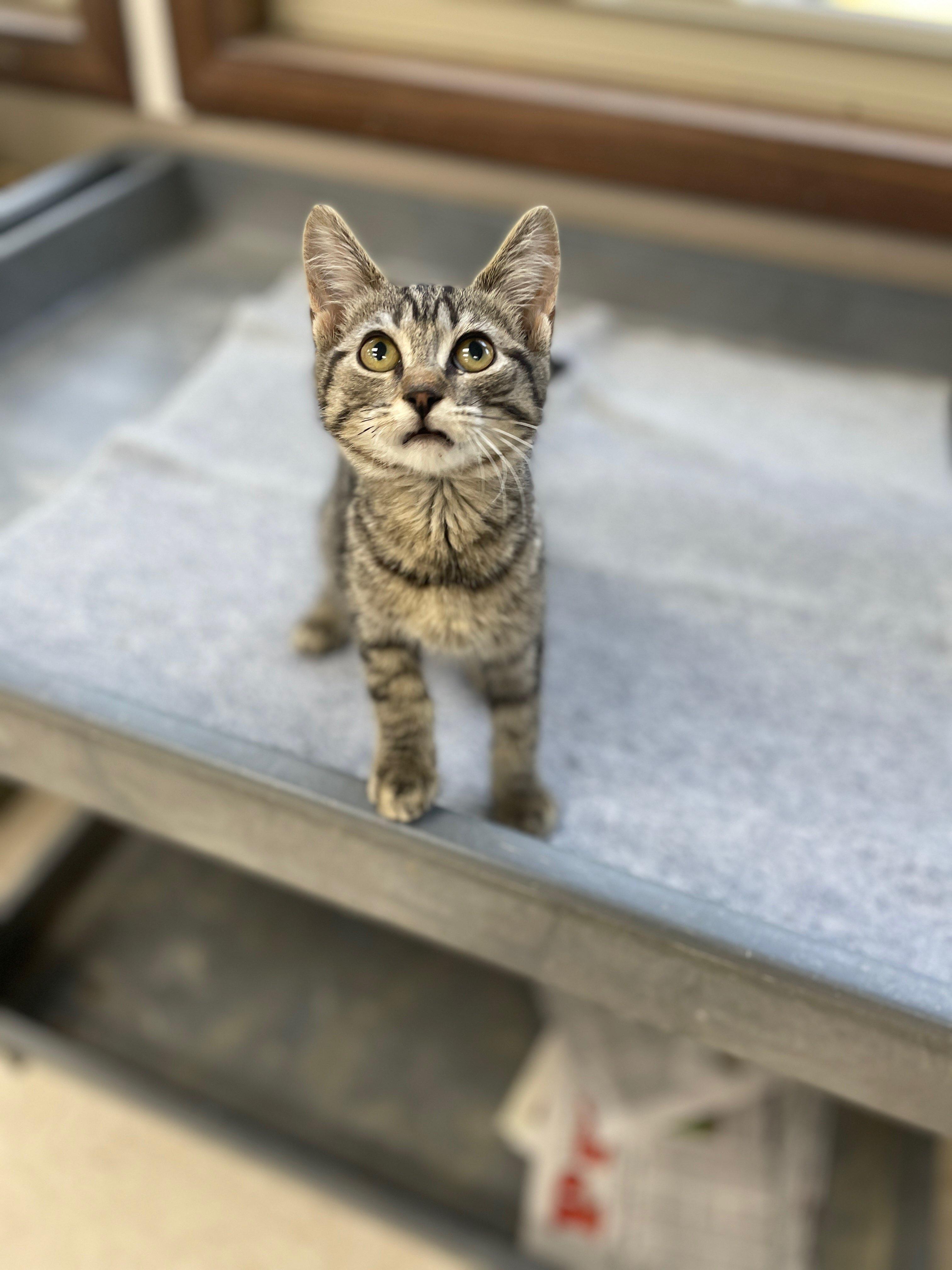 Dr. Pepper, a ADOPTABLE Domestic Short Hair in Neillsville, WI image 4/6